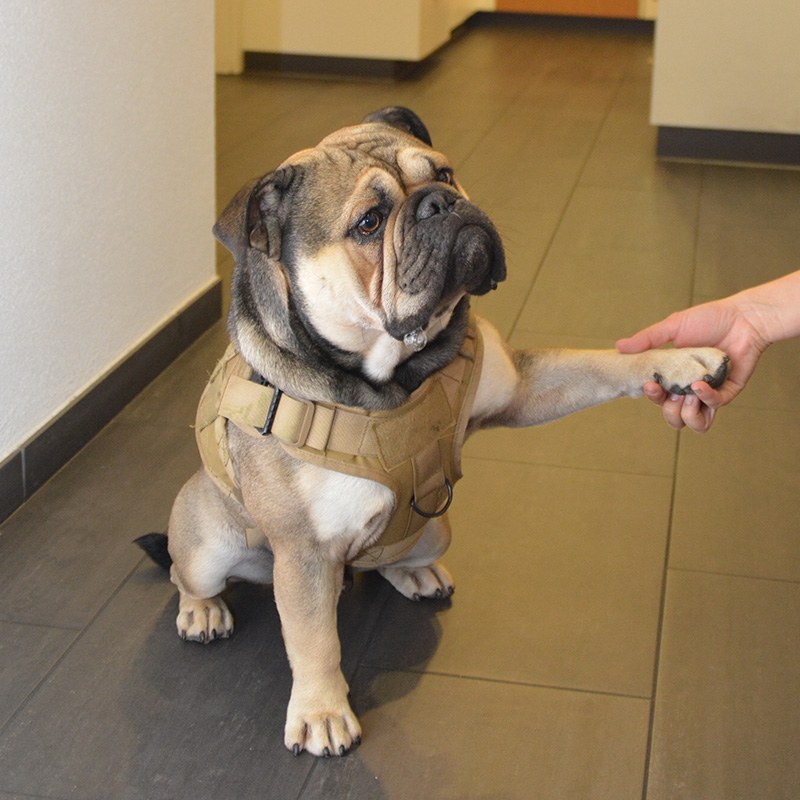 Praxishund Tyson Arztpraxis Dr. med. Roman Bollinger Feuerthalen